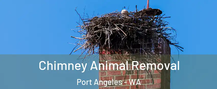  Chimney Animal Removal Port Angeles - WA