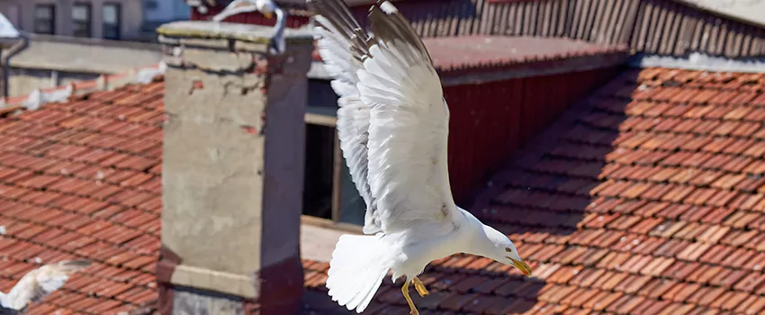 Residential Chimney Animal Removal Solution in Port Angeles, WA