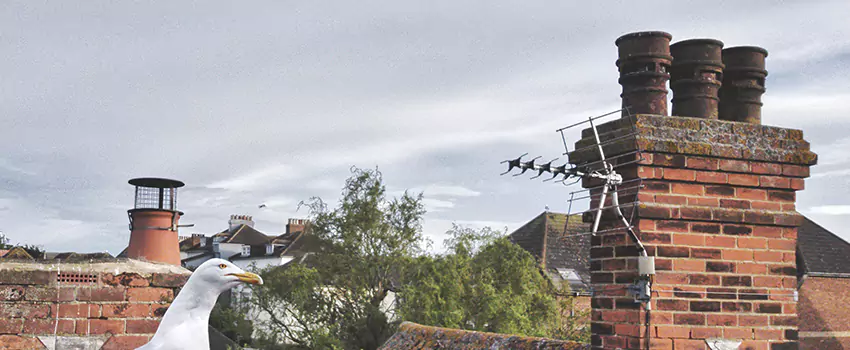 Chimney Cleaning And Restoration in Port Angeles, Washington